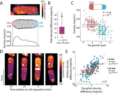 Figures And Data In Variations Of Intracellular Density During The Cell