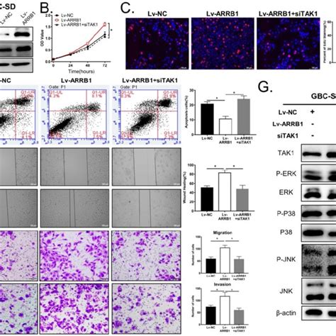 Loss Of Arrb Restrained Tak And Attenuated Pathway Activity In Gbc