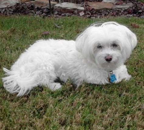 Maltese Full Grown