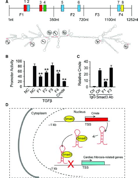 Crnde Blocks The Transcriptional Activity Of Smad3 Via RSBEs A