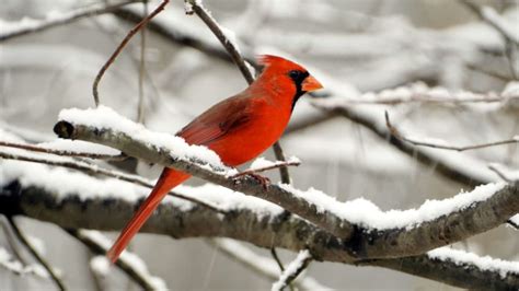 Unusual Half-Male, Half-Female Cardinal Spotted in Pennsylvania ...