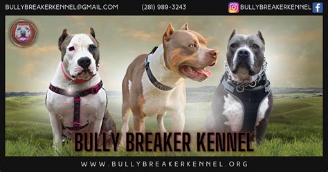 Studs | Bully Breaker Kennel, LLC