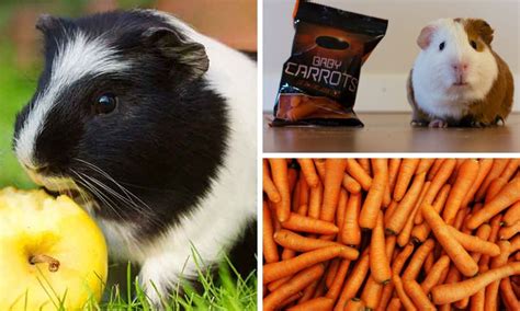 The Benefits Of Feeding Your Guinea Pig Treats