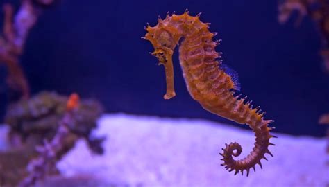 Cavalos marinhos são a espécie mais romântica do fundo do mar entenda