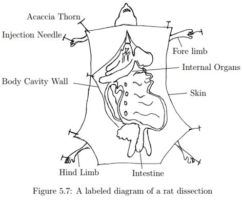 Dissection Of A Rat