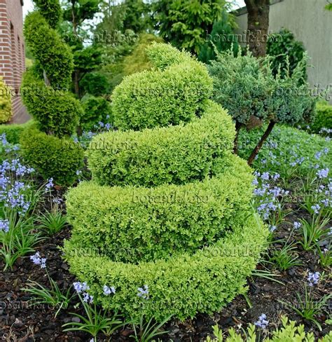 471369 - Common boxwood (Buxus sempervirens 'Arborescens') with spiral ...