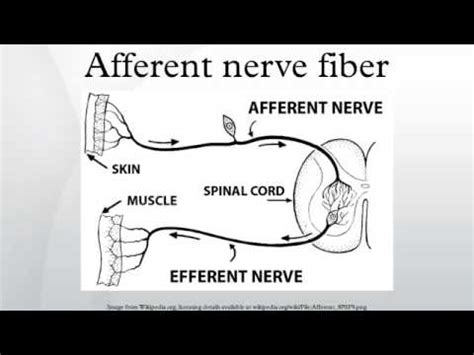 Afferent nerve fiber - YouTube