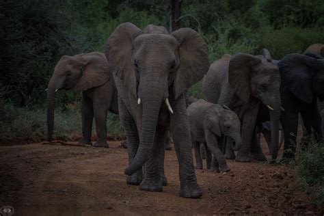 Night Drive Safari Isimangaliso