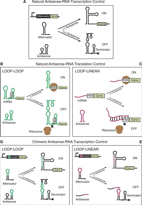 Antisense-RNA transcription and translation control. (A) A ...