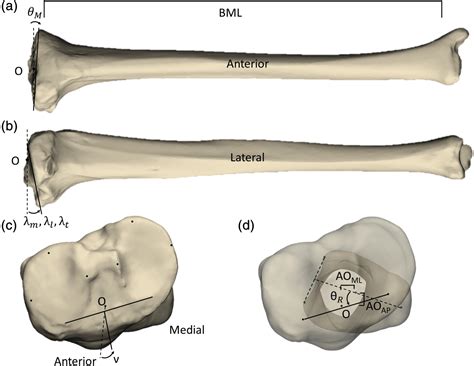 Cortical and medullary morphology of the tibia - Taylor - 2021 - The Anatomical Record - Wiley ...