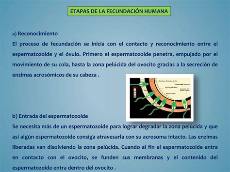 Fecundaci N Y Desarrollo Embrionario Y Fetal Ppt