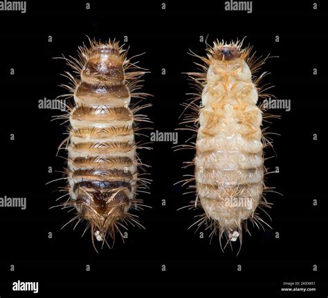 Carpet Beetle Larva Dorsal Ventral Views Anthrenus Fuscus Wooly