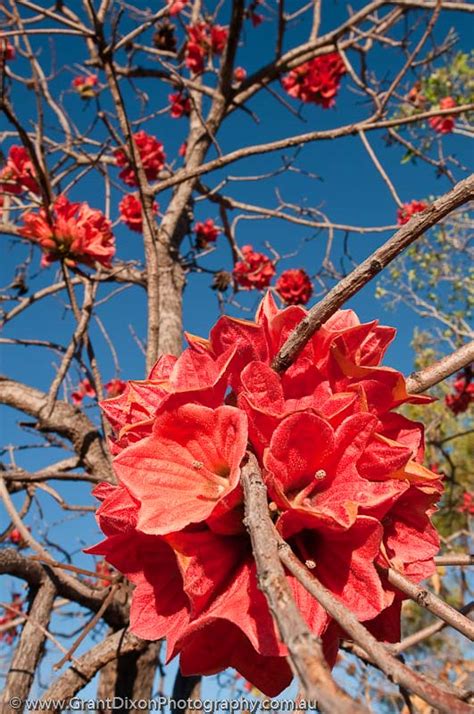 Kurrajong Flowers 1 Image By Australian Photographer Grant Dixon