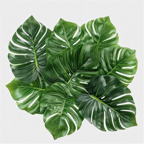 Monstera De Hoja Verde Tropical Palma Pl Tano Corte Vibrante Fondo