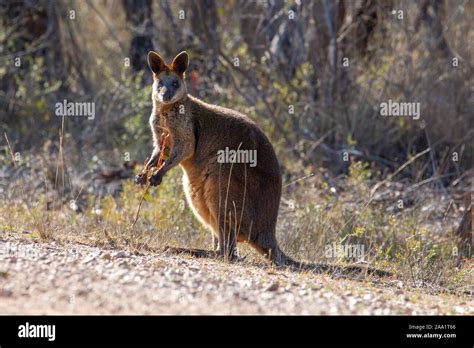 Swamp Wallaby Wallabia Bicolor Also Known As Black Wallaby