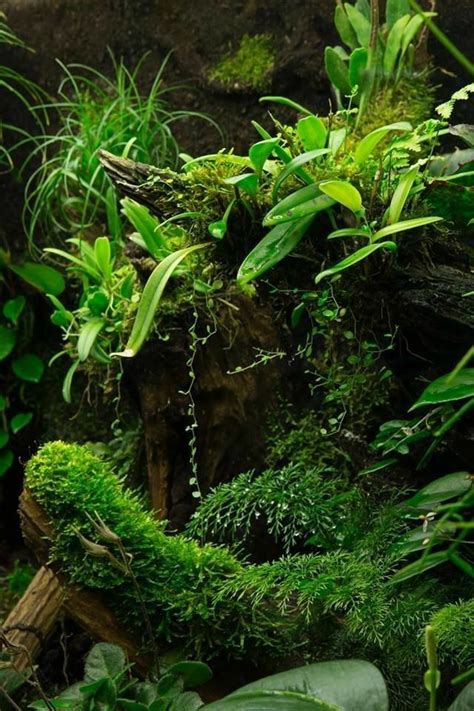 Pin by DERAME EDDY on TERRANIUM DE RÊVE Plants Aquatic plants