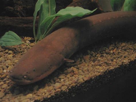 Electric Eel A Z Animals