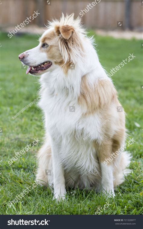 Wheaten Border Collie Sitting Stock Photo 721328977 | Shutterstock