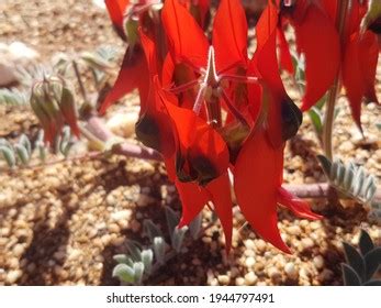 Stuart Desert Pea Royalty Free Images Stock Photos Pictures