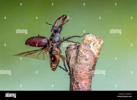 Stag Beetle European Stag Beetle Lucanus Cervus Male Lands On A