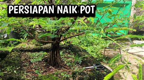 Bonsai Asam Jawa Gabung Batang YouTube