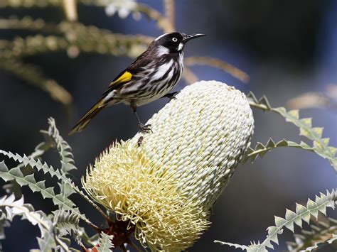 holland honeyeater ebird