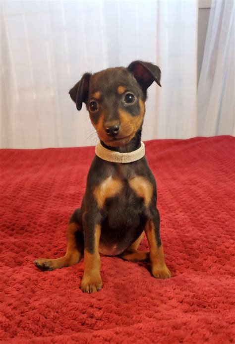 Miniature pinscher puppies | Dogs & Puppies for Rehoming | Winnipeg | Kijiji