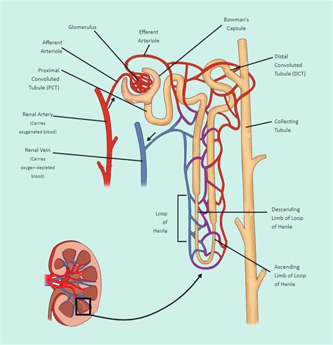 Nephron Labeled Nursing Notes Nurse Study Notes Biology Facts