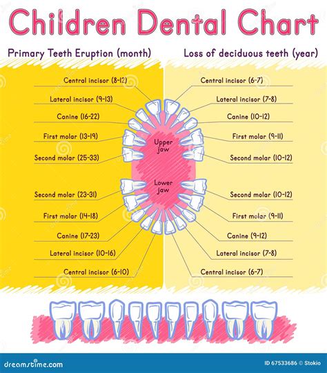 Children Teeth Anatomy Stock Vector - Image: 67533686