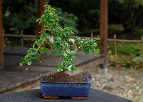 Care Guide For The Carmona Bonsai Tree Fukien Tea Bonsai Empire