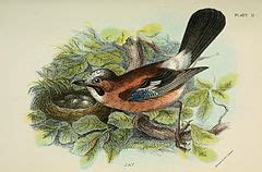 Category Garrulus Glandarius Illustrations Wikimedia Commons