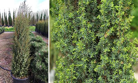 Можжевельник обыкновенный Хиберника - описание, фото, посадка и уход ...