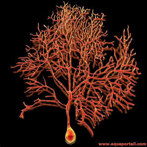 Cellule De Purkinje D Finition Et Explications