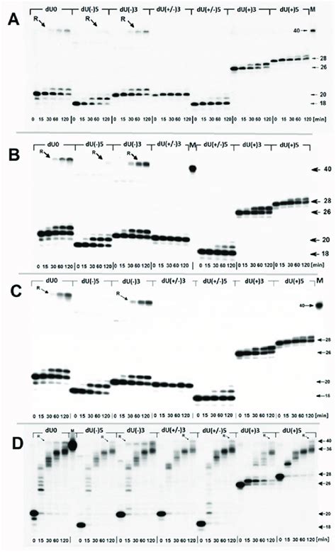 Representative Denaturing Polyacrylamide Gels Showing The Rejoining R Download Scientific