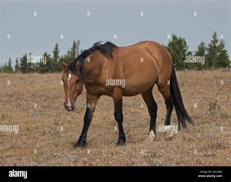 Wild Buckskin Stallion