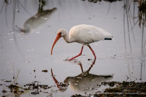 October Birds of Merritt Island National Wildlife Refuge