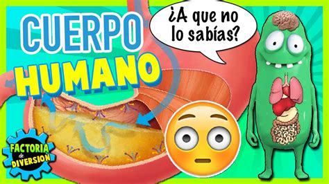 Curiosidades Del Cuerpo Humano Cosas Que No Sab As Sobre Tu