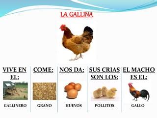 Características de los animales de la granja PPT