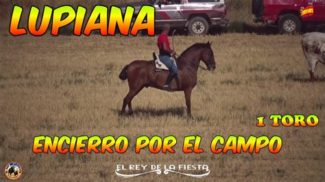 Lupiana Encierro Por El Campo Con Un Toro Gu Youtube