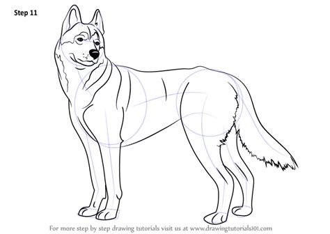 Learn How To Draw A Husky Dogs Step By Step Drawing Tutorials