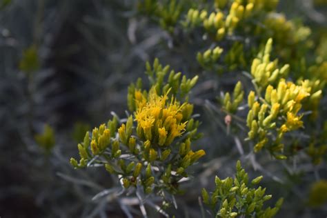 Dwarf Blue Rabbitbrush