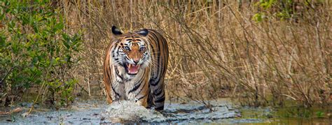 Bandhavgarh National Park Tour Tiger Safari Bandhavgarh