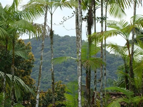 Fotos Gratis Paisaje Rbol Naturaleza Planta Selva Nica