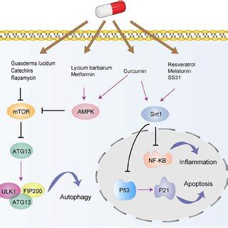 Cellular Senescence And Senolytics The Path To The Clinic 42 OFF