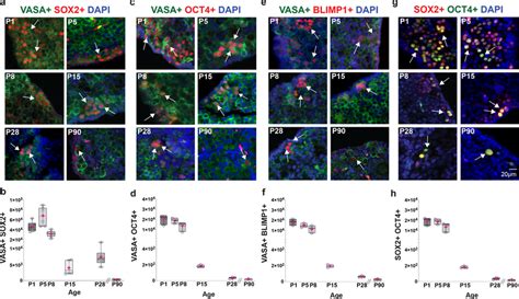 Presence Of Pluripotency And Primordial Germ Cell Markers In Postnatal