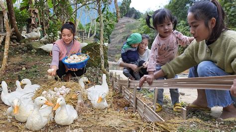 Full Video Daily Life Of Two Single Mothers Harvesting Go Market