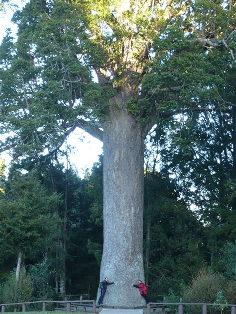 Kauri Tree King Of The Forest New Caledonia New Zealand Kauri Tree