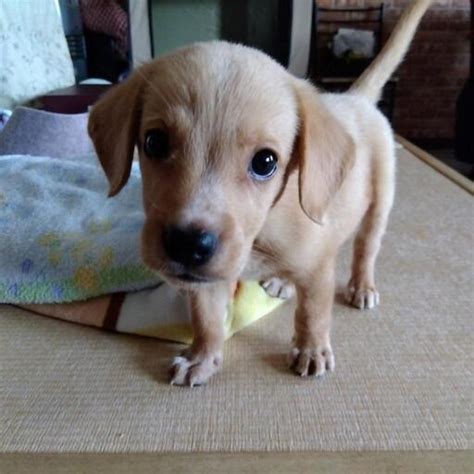 子犬の里親募集 ソアラ 野田新町の犬の里親募集｜ジモティー