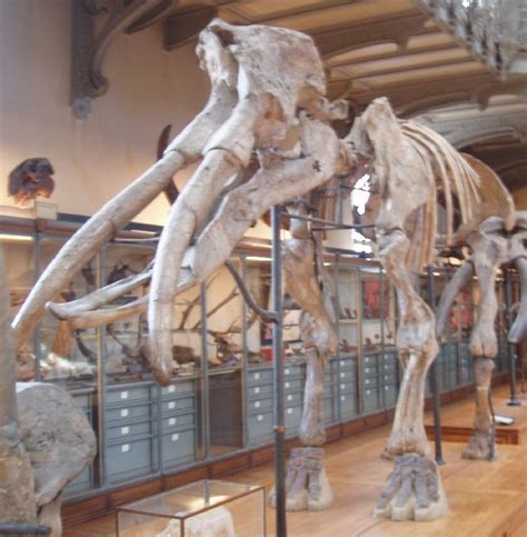 gomphotherium | Dinosaur fossils, Ancient animals, Prehistoric animals