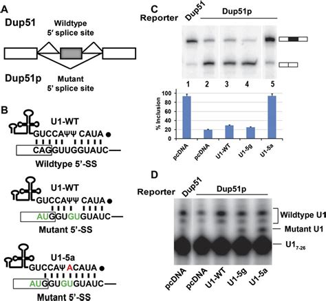 Suppressor U1 snRNAs can rescue splicing. (A) Schematic representation ... 